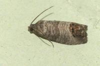 Cydia pomonella