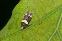 Recurvaria leucatella