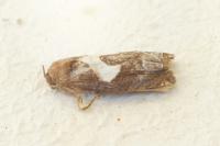 Epiblema foenella