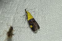 Oecophora bractella