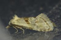Cochylimorpha