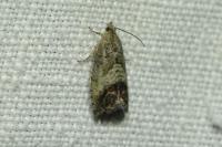Cydia splendana