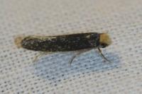 Monopis imella