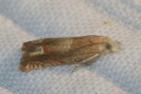 Eucosma conterminana