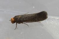 Cephimallota crassiflavella