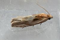 Eucosma gr. cana