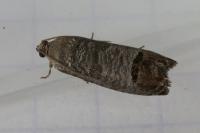 Cydia pomonella