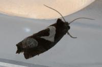 Epiblema foenella