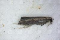 Plutella xylostella