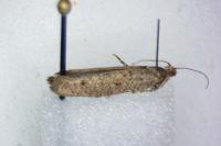 Ypsolopha ustella