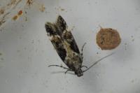Caryocolum tricolorellum