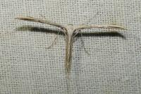 Emmelina monodactyla