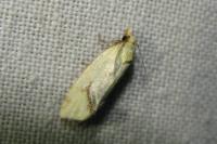 Agapeta hamana