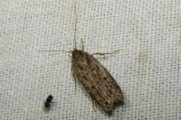 Hofmannophila pseudospretella