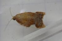 Acleris holmiana