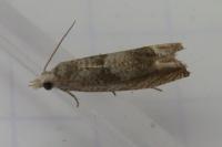 Eucosma conterminana