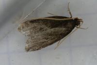 Homaloxestis briantiella