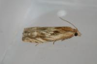 Eucosma gr. cana