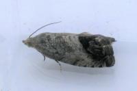 Cydia splendana