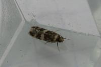 Oegoconia