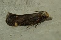 Aproaerema anthyllidella