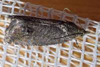 Cydia splendana