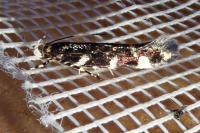 Eteobalea anonymella