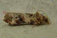 Lobesia botrana