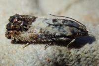 Pammene fasciana