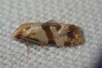Phalonidia contractana