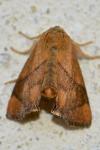 Apoda limacodes