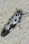 Ethmia quadrillella