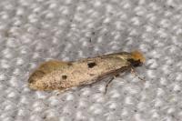 Tinea trinotella