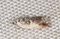 Ancylis laetana