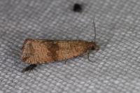 Celypha striana