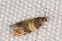 Celypha aurofasciana
