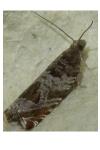 Ancylis achatana