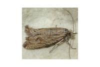 Bactra