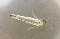 Yponomeuta rorrella