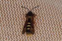 Pennisetia hylaeiformis