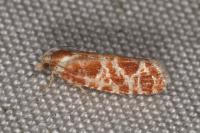 Rhyacionia pinicolana