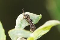 Pennisetia hylaeiformis