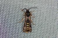Pennisetia hylaeiformis