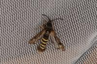 Pennisetia hylaeiformis