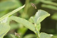 Pennisetia hylaeiformis