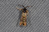 Pennisetia hylaeiformis