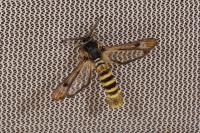Pennisetia hylaeiformis