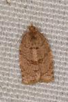 Adoxophyes orana