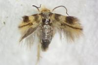 Bucculatrix thoracella