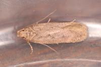 Bryotropha